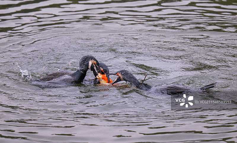 鸬鹚争食图片素材