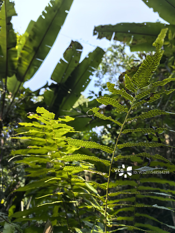 西双版纳基诺山热带雨林徒步图片素材