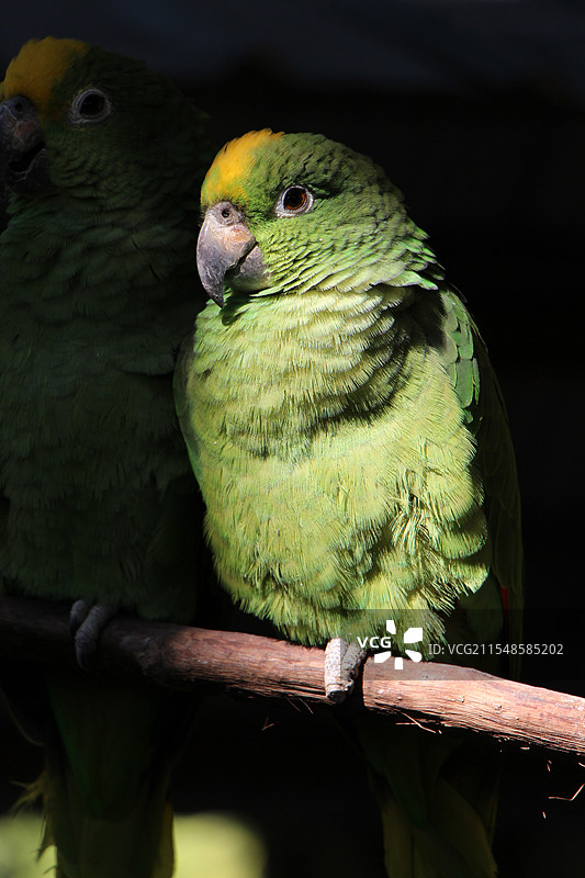 广州飞鸟乐园之黄颈亚马逊鹦鹉图片素材
