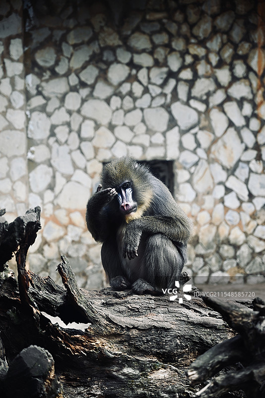 云南野生动物园里的山魈图片素材