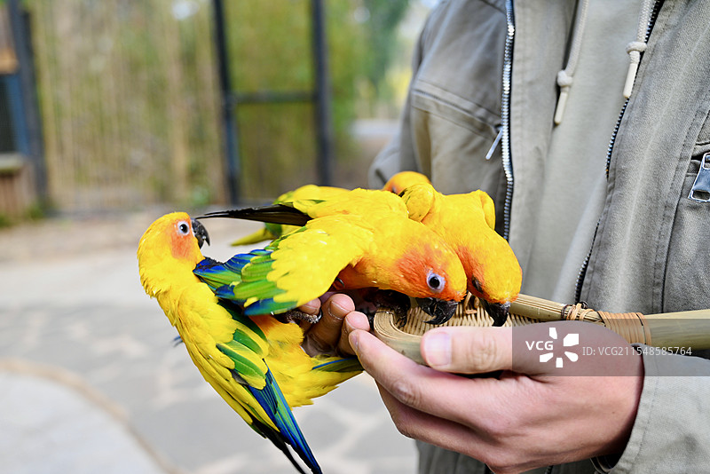 鹦鹉在吃东西图片素材