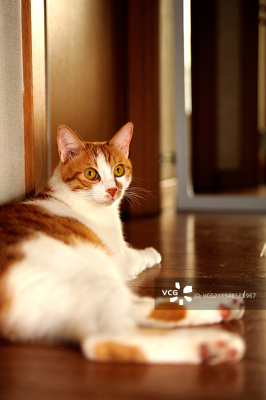 橘白家猫侧卧的肖像图片素材