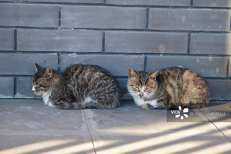 午睡的流浪猫图片素材