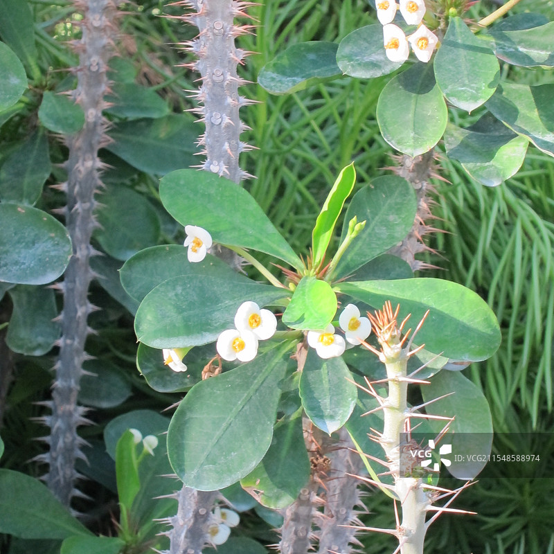 多肉植物——白马城图片素材