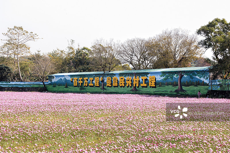 中山崖口“百千万工程”格桑花花海图片素材
