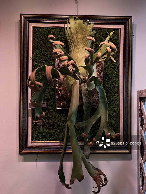 盆中植物特写镜头图片素材