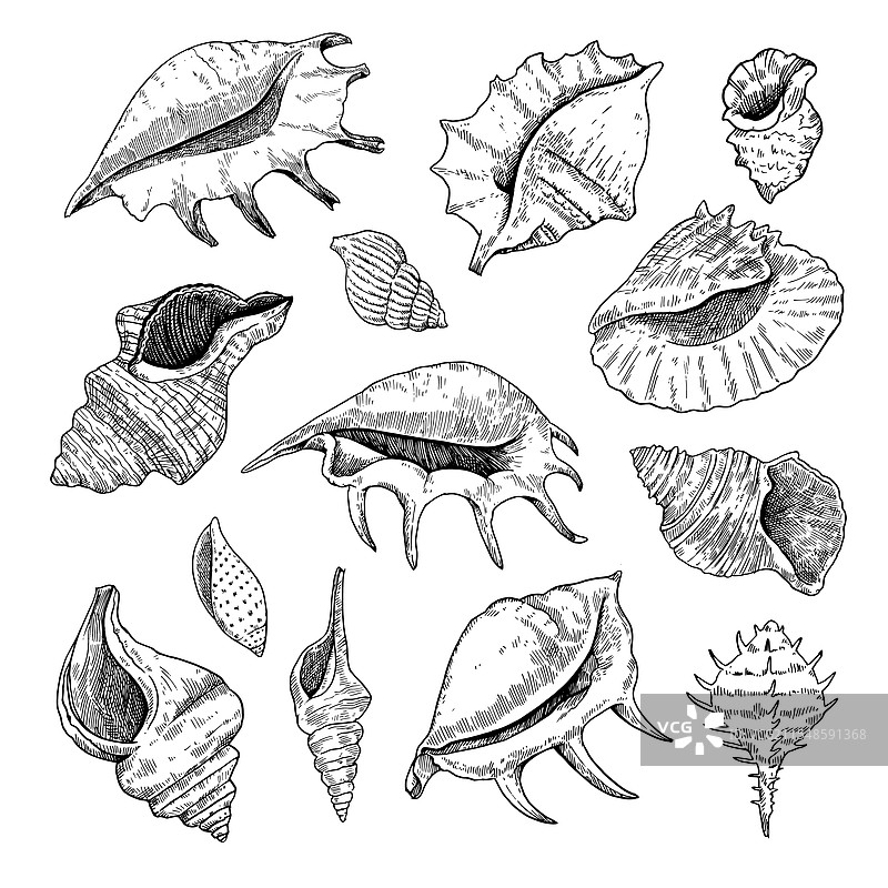 黑白细致的贝壳集合墨水画图片素材