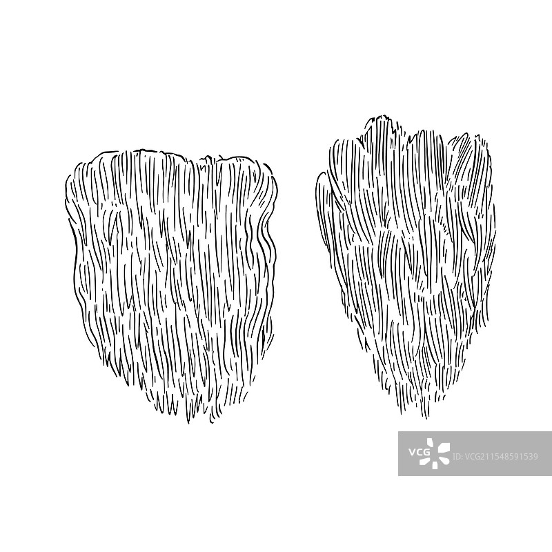 狮子鬃蘑菇（猴头菇）Hericium erinaceus图片素材