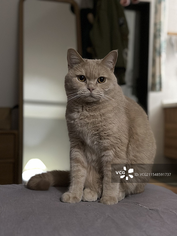 英短 猫特写 沙发上蹲着的猫图片素材