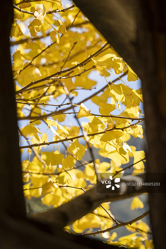 秋天的黄色银杏图片素材