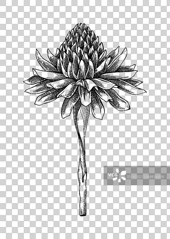 姜花素描香料植物图画印度图片素材