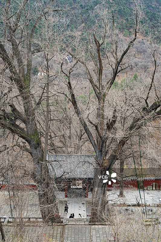 中国自然风光拍摄主题，山东泰安泰山，冬天的玉泉寺的千年银杏树叶子落光了，户外白昼无人图像摄影图片素材