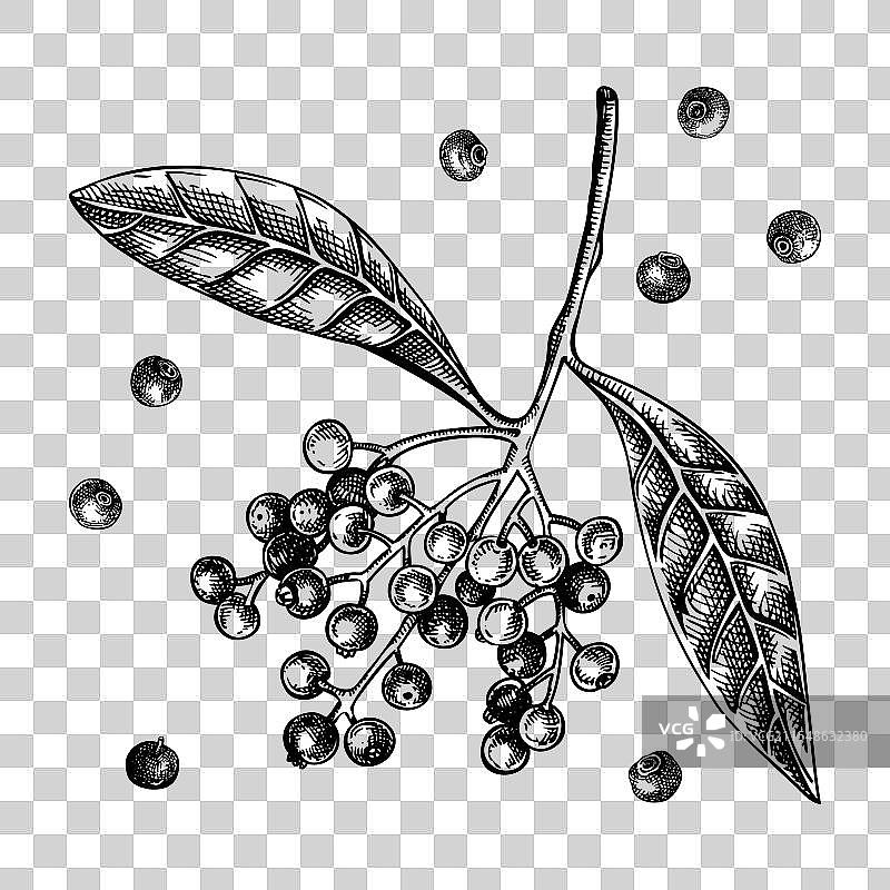 全香料素描套装，厨房香料与浆果图片素材