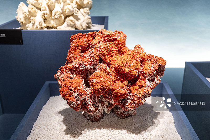 中国湿地博物馆里的笙珊瑚图片素材