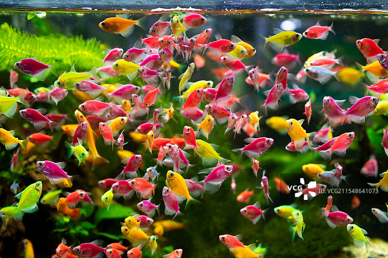 色彩艳丽的小型观赏鱼 天使鱼 别名燕鱼 白燕鱼或神仙鱼图片素材
