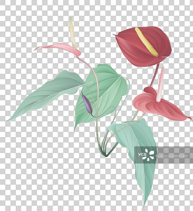 红色和粉色的火鹤花与叶子图片素材