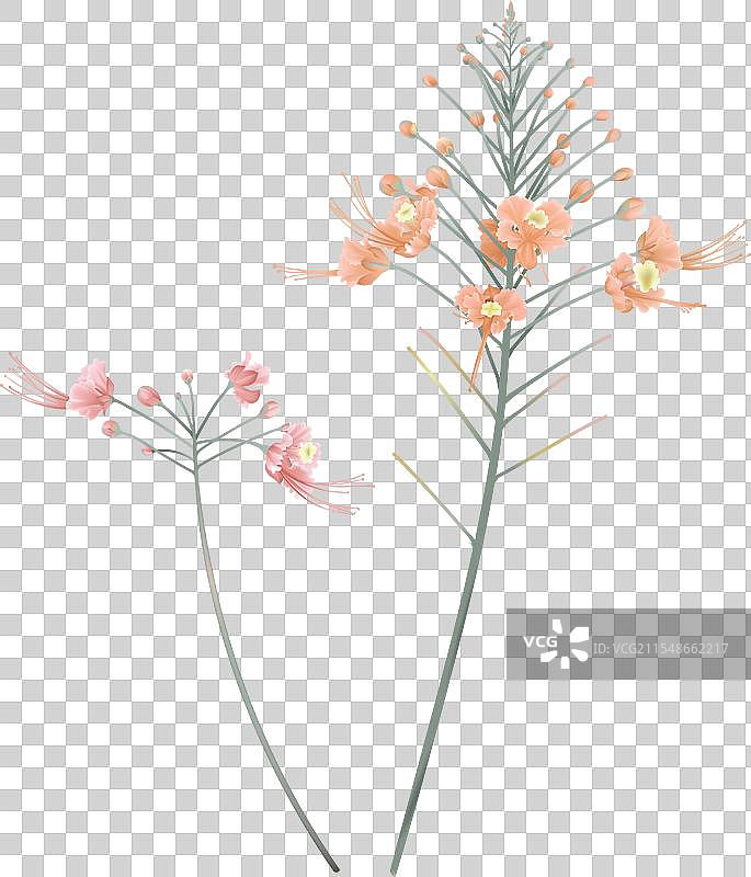 白色背景上的粉色和橙色孔雀花图片素材