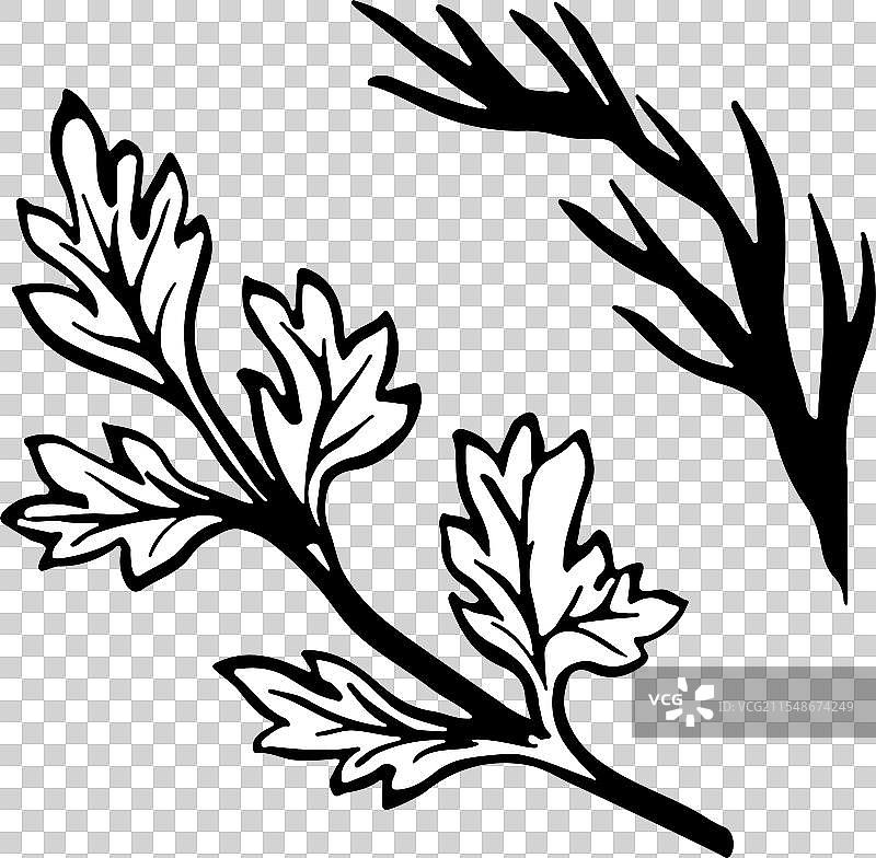 描绘香菜的芹菜和莳萝图形图片素材