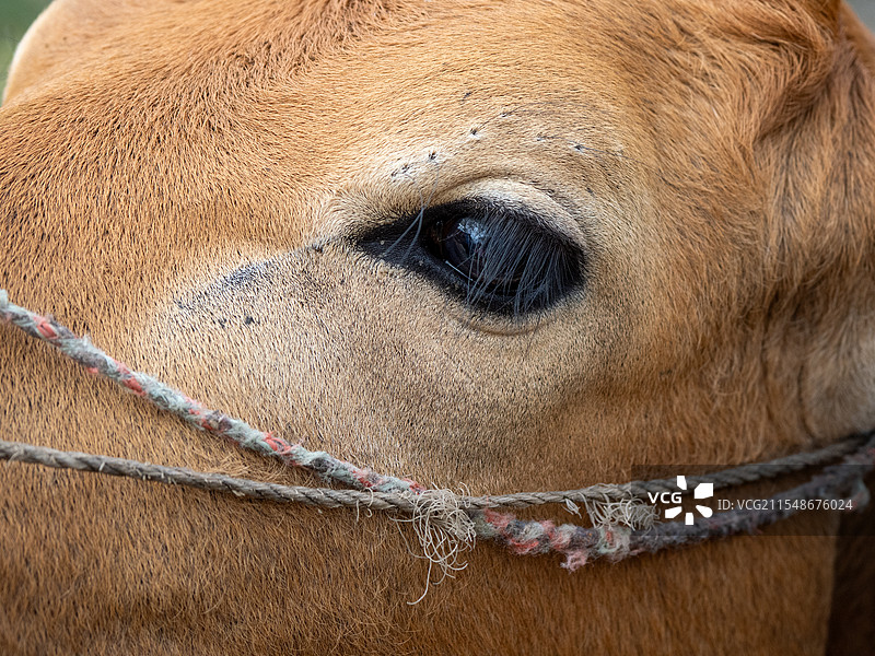 牛头部，毛发，睫毛，眼睛，瞳孔特写图片素材