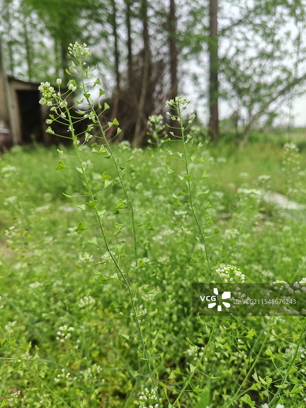 春天荠菜花图片素材