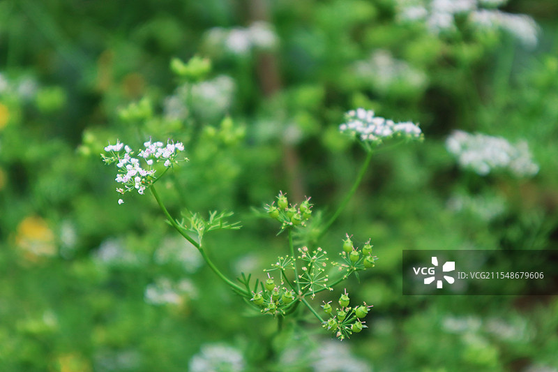 香菜开花图片素材