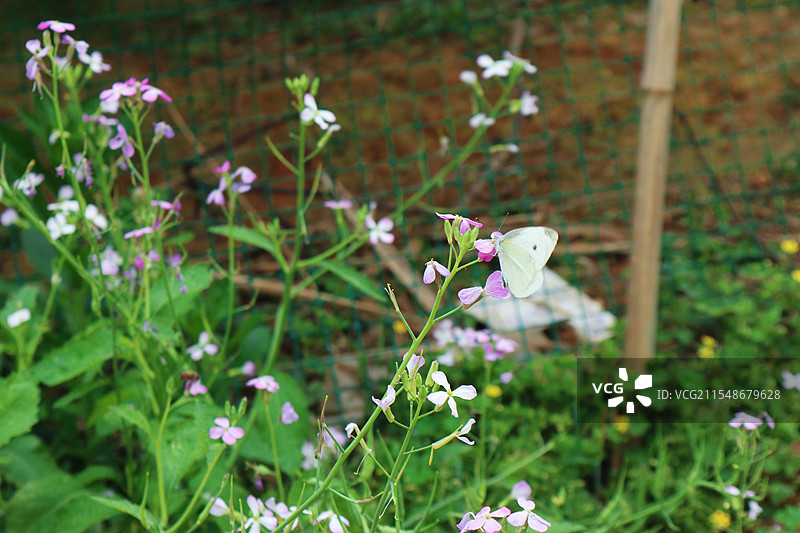 蝴蝶飞花图片素材
