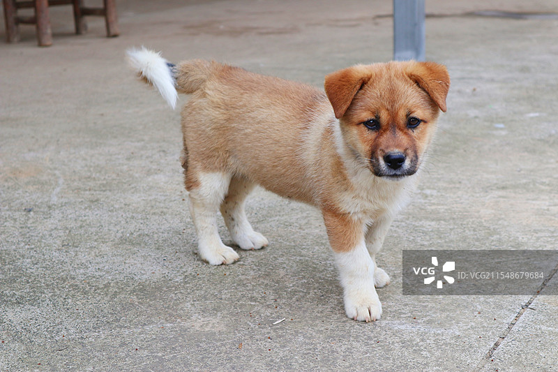 可爱小狗图片素材