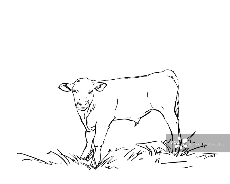 草地上的年轻公牛全身肖像小牛图片素材