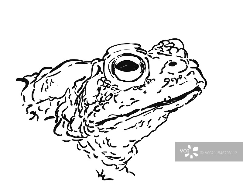孤立的蟾蜍头侧视图，手绘细致。图片素材