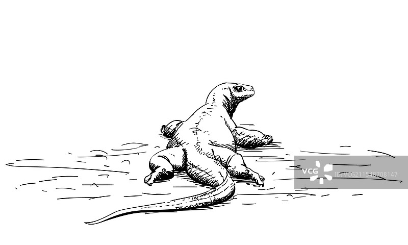 科莫多龙手绘后视图素描图片素材