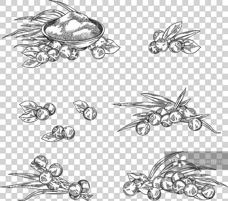 白色背景上的巴西莓集合图片素材