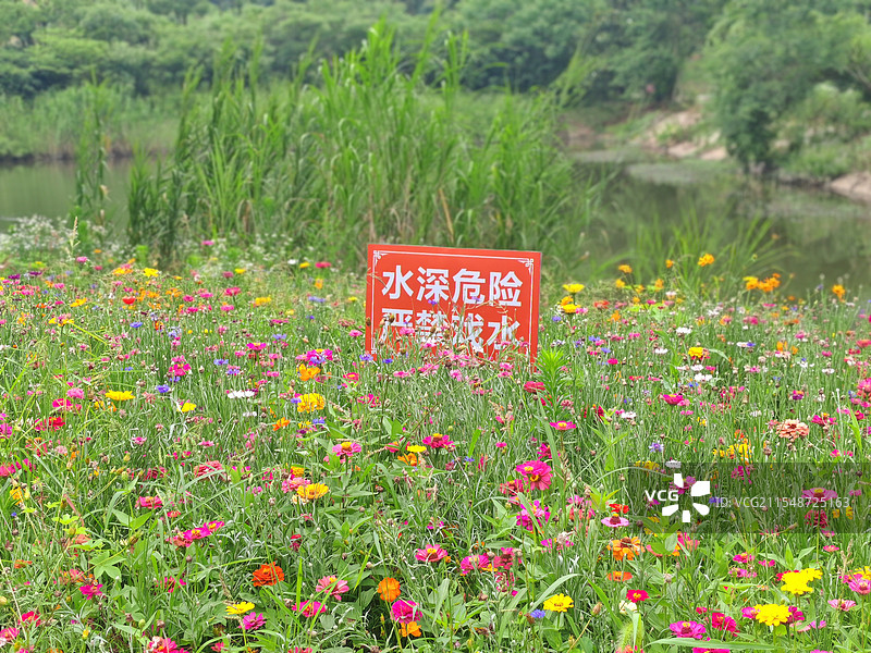 池塘边大片五颜六色的花海图片素材