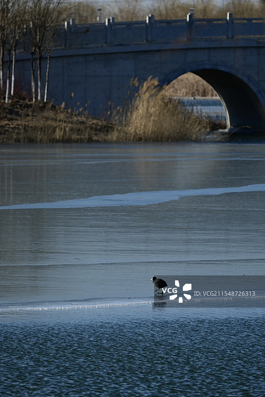 冬天的白顶骨鸡图片素材