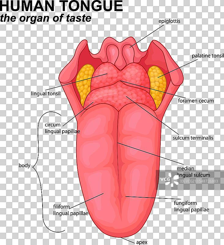 人类舌头解剖结构卡通图图片素材