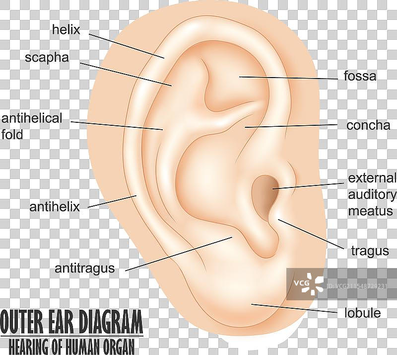 外耳结构图 人类听觉器官图片素材