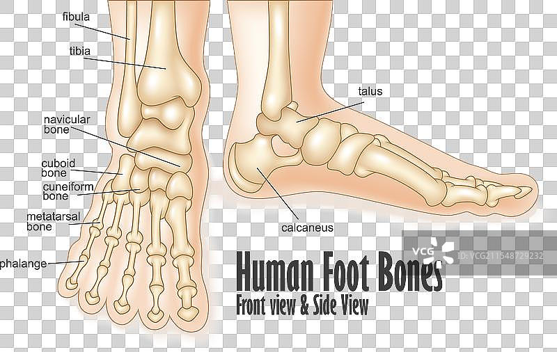 人类脚骨的正面和侧面解剖图图片素材