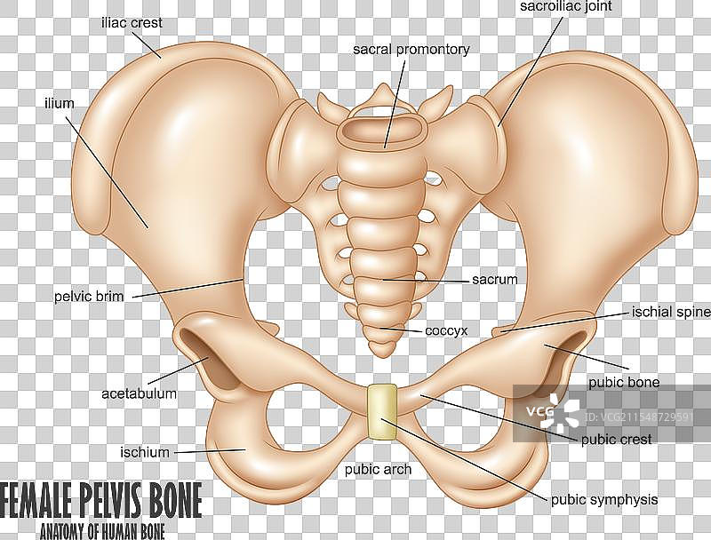 女性骨盆骨骼解剖结构图片素材