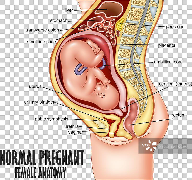 正常孕妇解剖结构图片素材