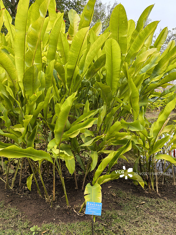 蒂女士蝎尾蕉图片素材