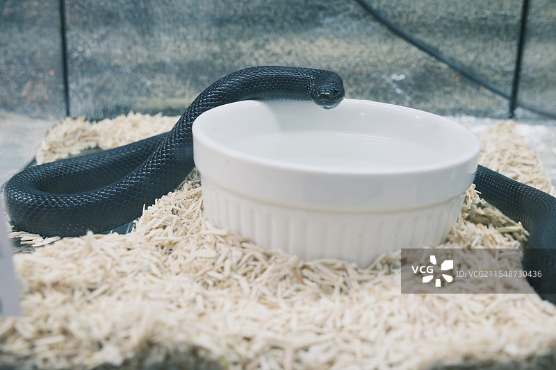 黑色王蛇图片素材