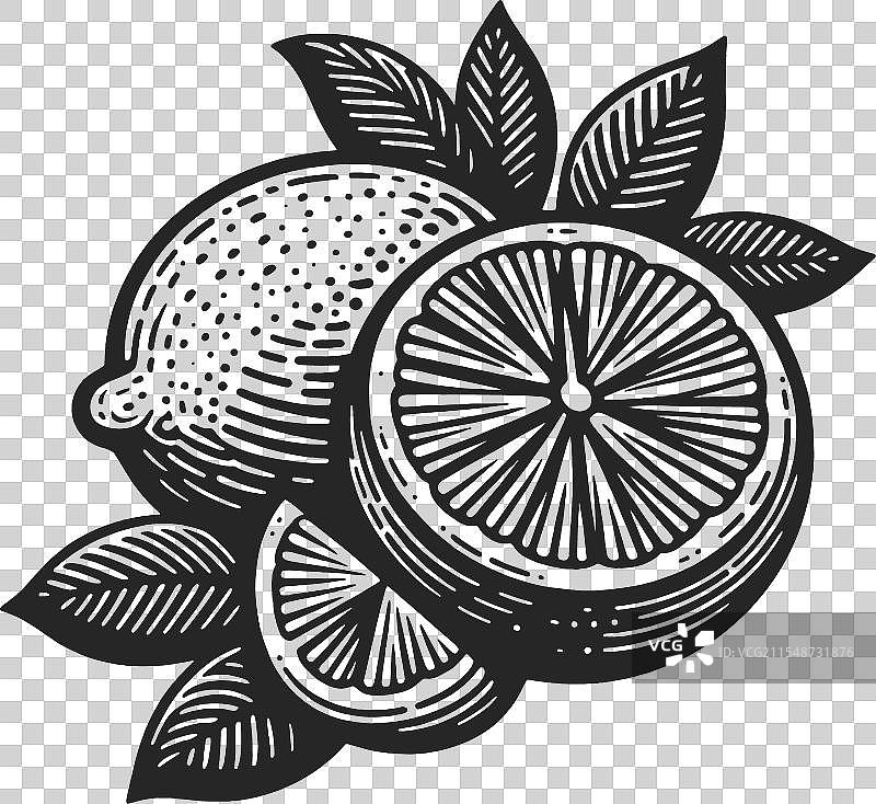 柠檬片雕刻素描图片素材