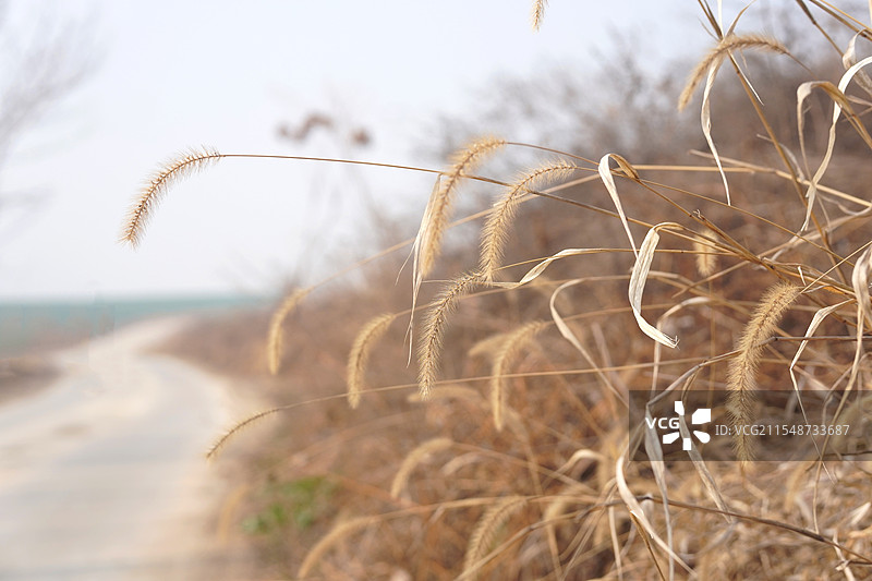 路边的狗尾巴草图片素材