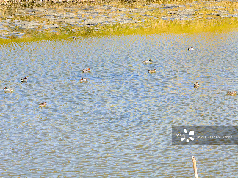 绿翅鸭图片素材