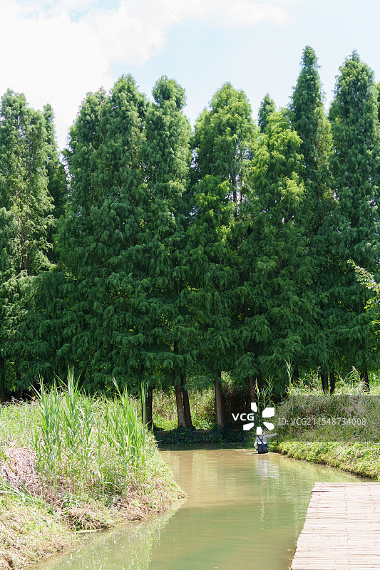 绿意盎然的昆明滇池湿地公园图片素材