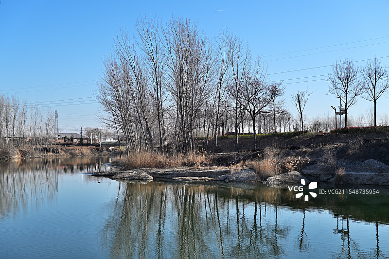 冬日汤河边上的秃树林，河南安阳汤阴，2025年1月图片素材