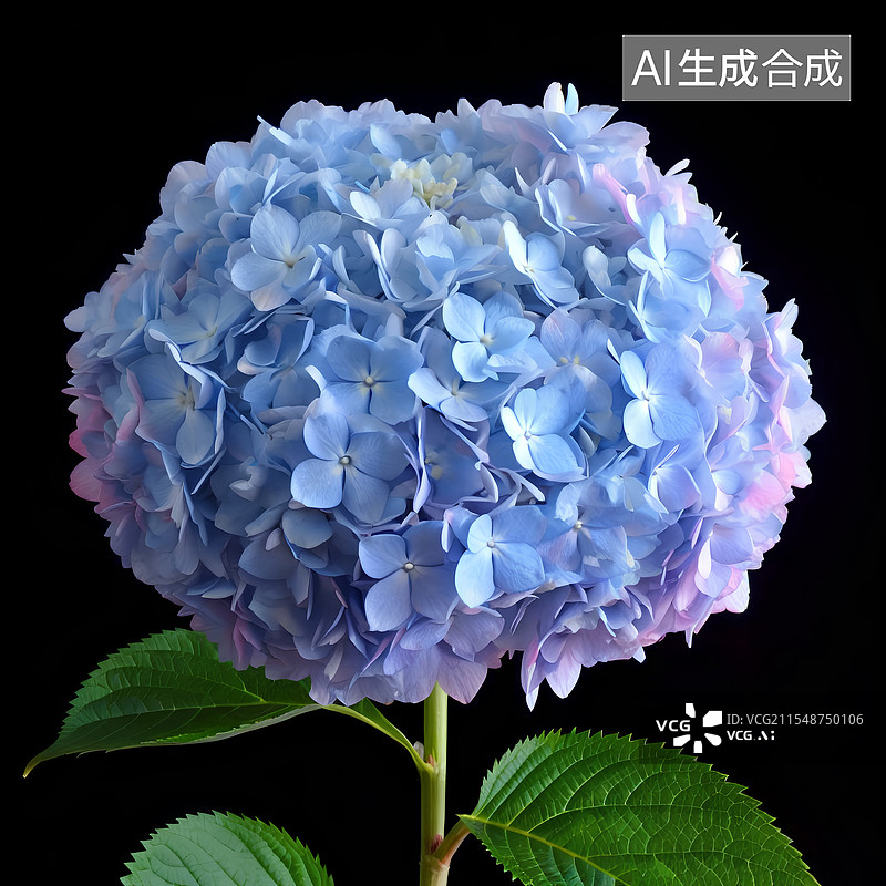 【AI数字艺术】绣球花特写，精致质感细腻图片素材