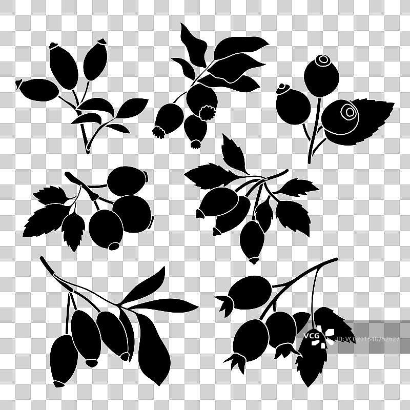 玫瑰果果实叶子剪影模板图片素材