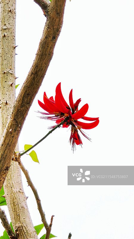 刺桐 豆科刺桐属乔木植物 摄于泉州图片素材