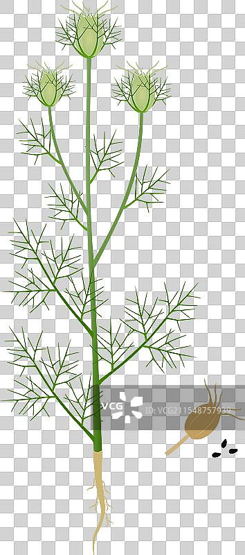 有果实的黑种草植物图片素材