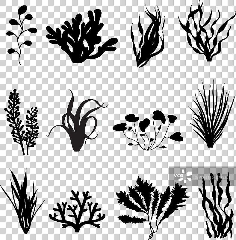 海藻剪影插图图片素材